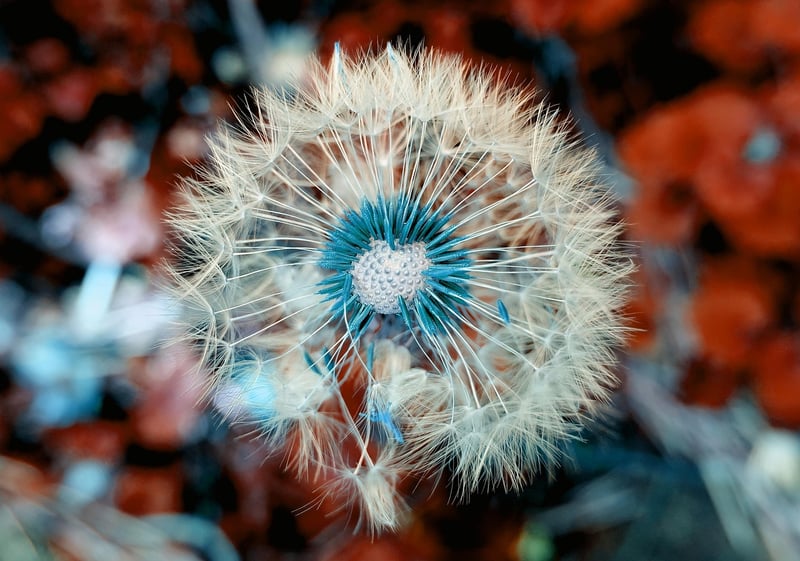 wildflowers